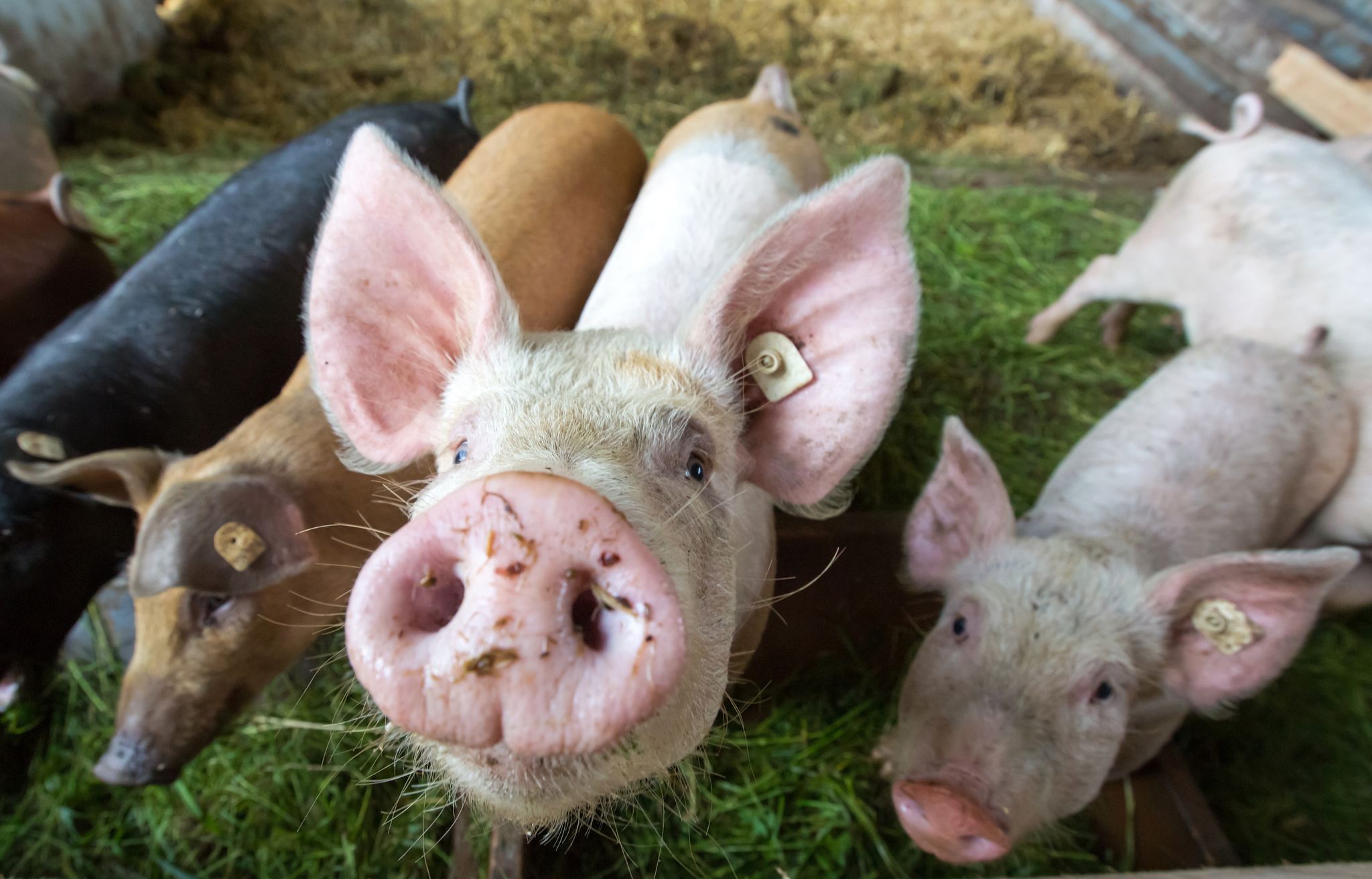 Schweine im Stall 
Vor allem in die Schweinehaltung fliet das Geld aus Thringens Programm zur Tierwohlfrderung in Landwirtschaftsbetrieben. picture alliance / dpa