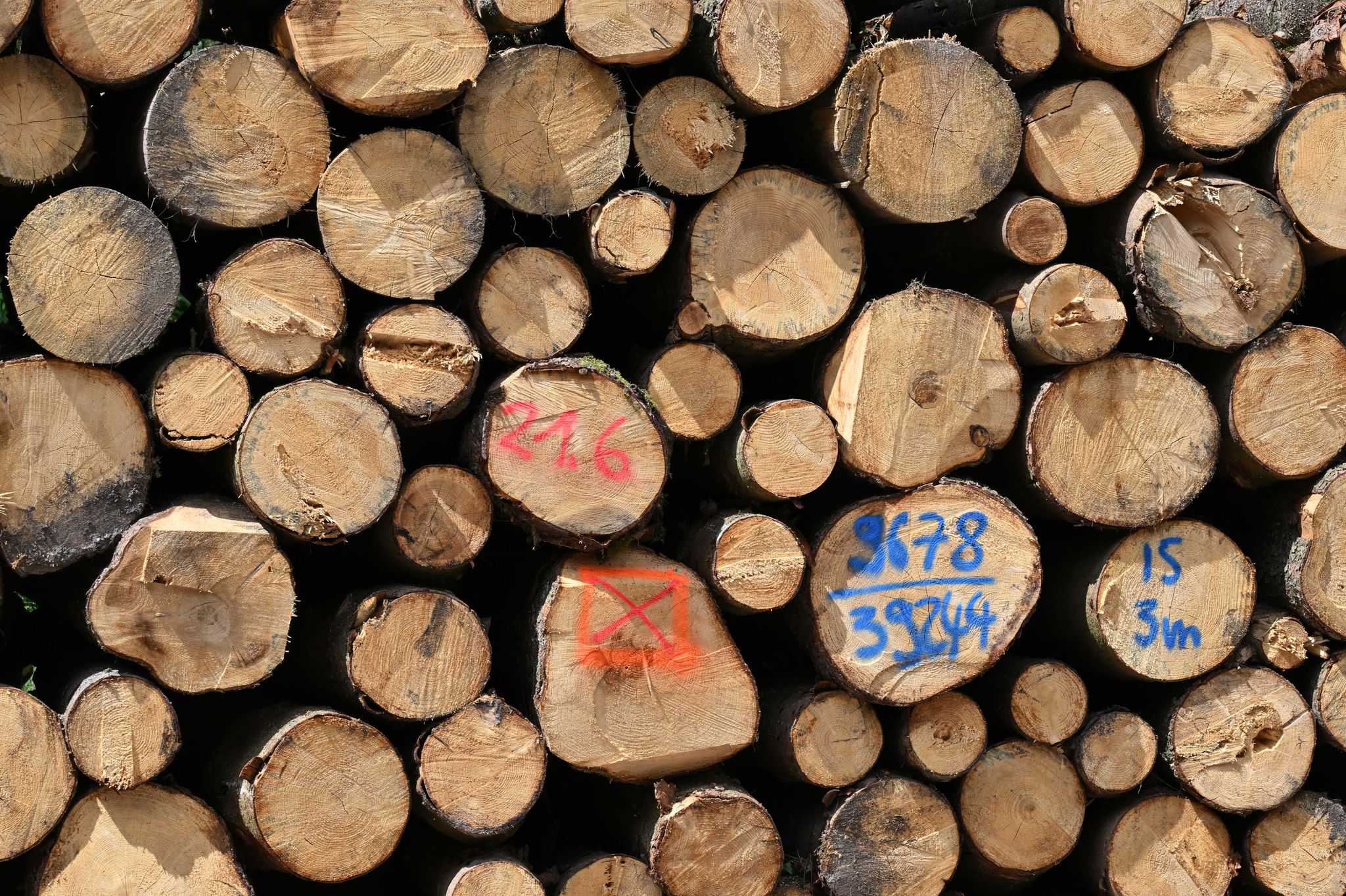 Holzernte im Thringer Wald 
Aus einem Abfallstoff aus Bumen wollen Forscher Batterien bauen. (Symbolbild) Martin Schutt/dpa  DPA