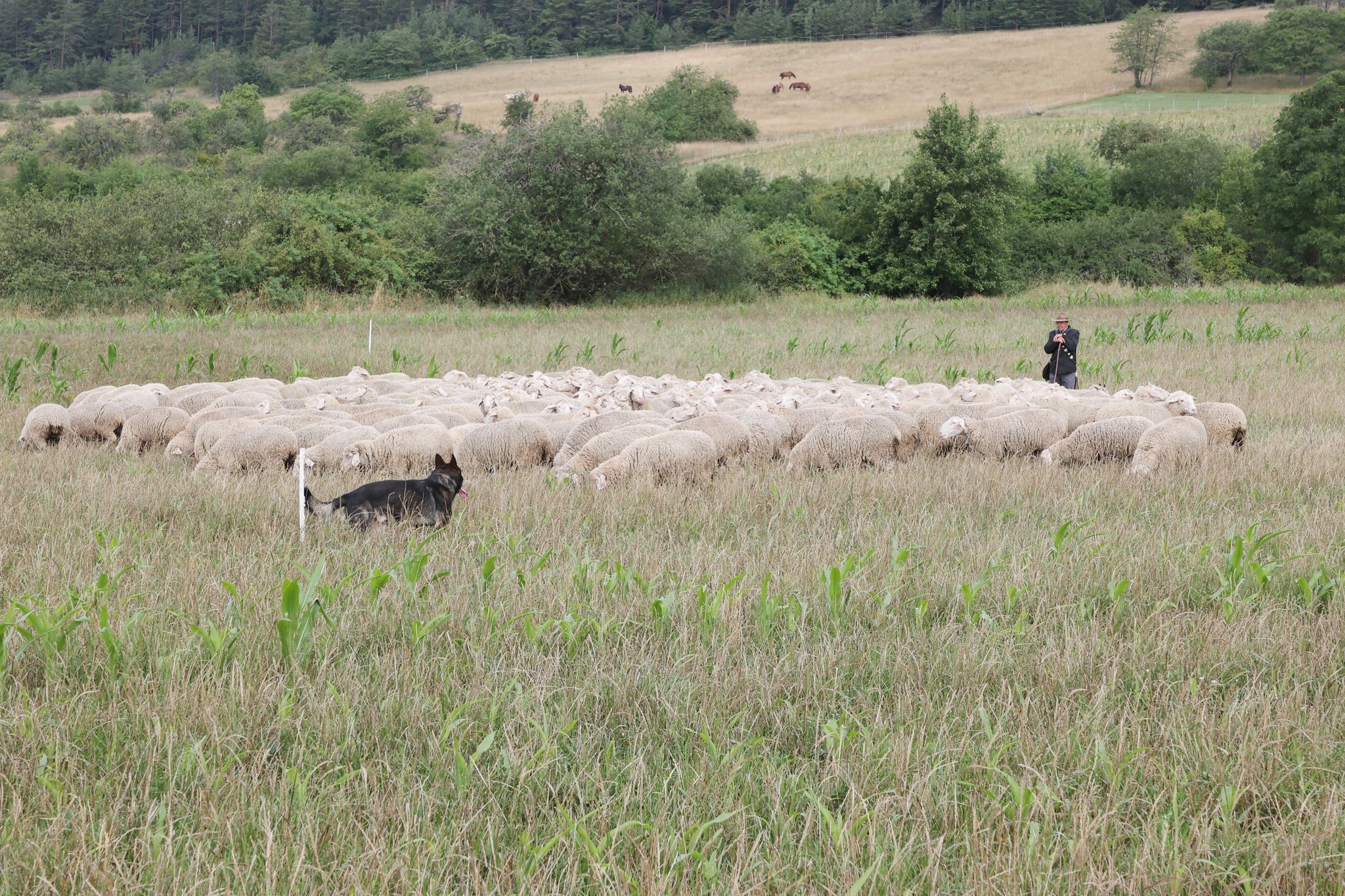 Schafe 
Schafe spielen eine wichtige Rolle bei der Landschaftspflege. Eine Online-Plattform soll Eigentmern von Weideland helfen, Schafe zum Beweiden ihrer Flchen zu finden. Bodo Schackow/dpa